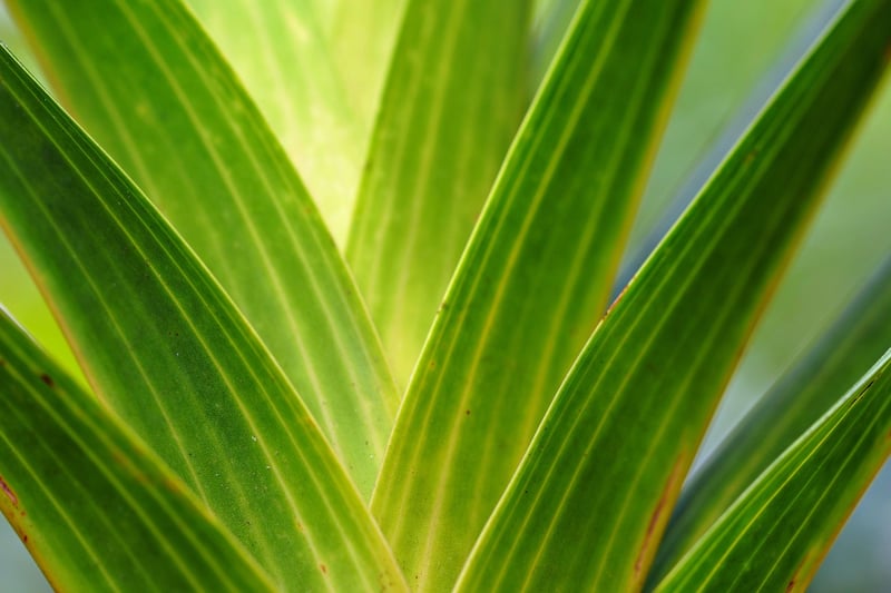Green leaves foliage plants nature