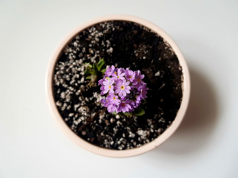 Plants pots blossom bloom