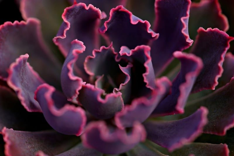 Succulent Subscription Box