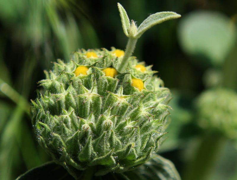 Bee-friendly Wildflower Seeds